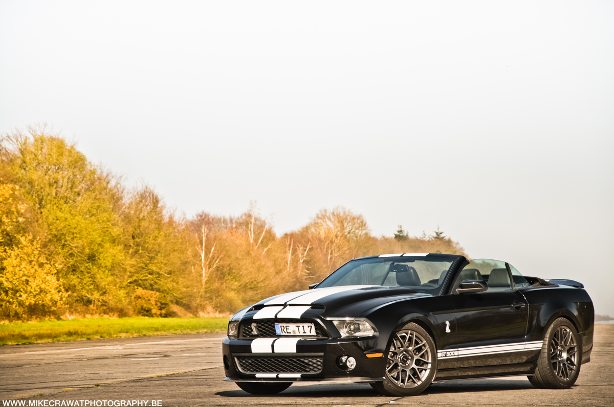 Fotoshoot: twee Amerikaanse beulen voor de lens