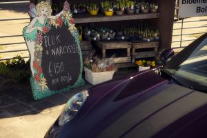 Porsche 911 GTS T-Hybrid Cabriolet meets the Dutch flower fields