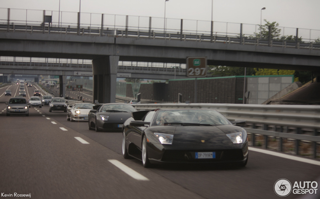 Woeste stieren samen op de Italiaanse snelweg gespot!