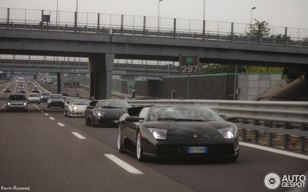 Woeste stieren samen op de Italiaanse snelweg gespot!