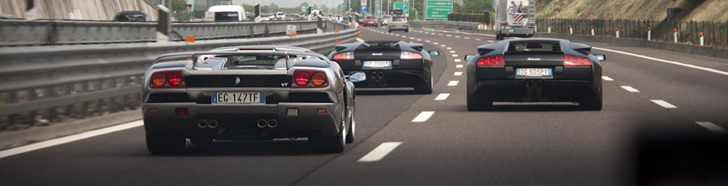 Wild bulls spotted together at the Italian highway!
