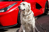 Supercar owner circle meeting in Andermatt is van ander niveau
