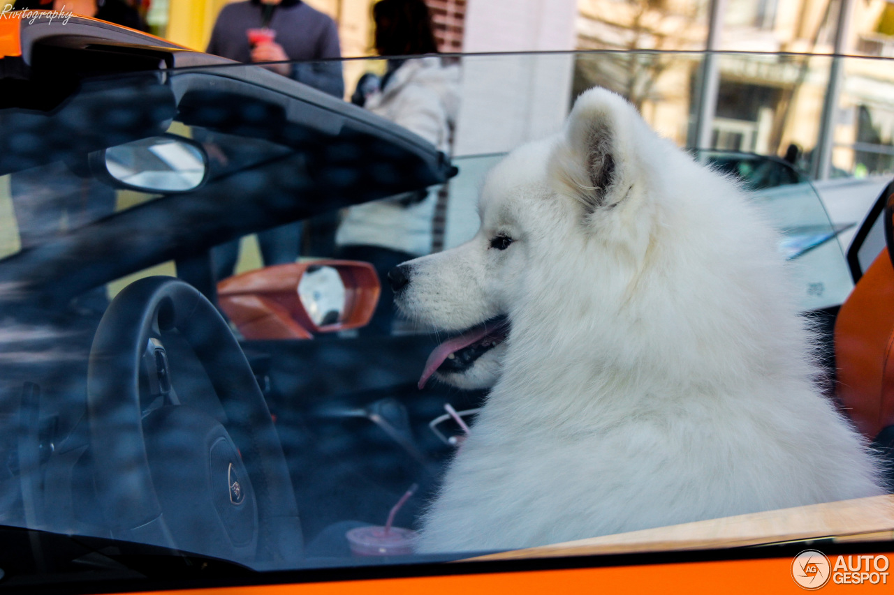 Hond heeft het goed voor elkaar achter stuur van Lamborghini