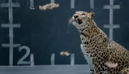 Video: Jaguar risponde alla concorrenza
